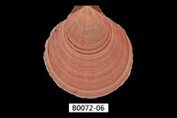 藏品(臺灣日月蛤)的圖片